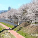 벚꽃길13 이미지