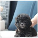 강아지 분양 프러포즈펫 | 안양강아지분양 이즈펫 강아지 고양이 본점 직접 방문 후기