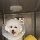 드림동물의료센터 이미지