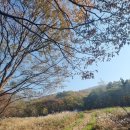 야생화가요광장 | 용인시민무료, 용인자연휴양림 단풍명소다워요.