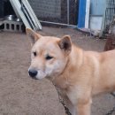 정우켄넬 이미지