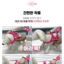 강아지 하네스 추천! 슬개골 보호까지 되는 멍템 탈출 방지 하네스 후기