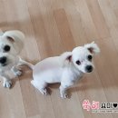 보나미용샵