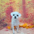 펫 살롱 파밀리에 이미지