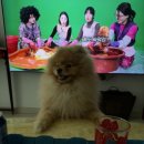 로이펫살롱