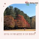 부흥로 메타세콰이아길 | 경기도 아기랑 갈만한곳 나들이 추천 3곳 총정리!
