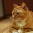 곤양사 Daum카페