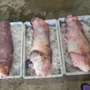 묵호어판장 이미지