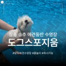 덕도그 | 양주 장흥 송추 도그스포지움 | 서울 근교 국내 최대 규모 애견수영장 방문 후기｜취사 가능