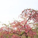 월성파출소 | 경북 고령 도진마을 능수도화(20260411)와 경남 거창 임불마을 능수벚꽃(20260412)개화 현황. 그리고...