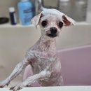 까끌레멍 이미지