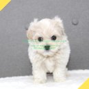 버디독 강아지분양 안심분양센터 김포점 이미지