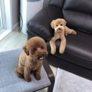 더 뷰티 독 이미지