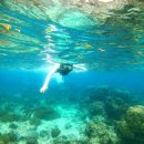 산호 | 보홀 대왕조개 투어 후기 역대급 산호 군락 보홀로드 단독투어 리얼 리뷰