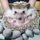 황어로 | 아이와 함께 갈만한 곳｜김포곤충농장 n번째 방문 후기, 또 방문했어요.