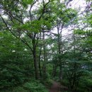 숲속나들이길 이미지