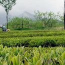 지리산차천지