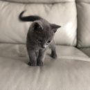 수원고양이분양 도레미캣 이미지