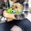 샵춘자