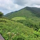 곰배령화원 이미지