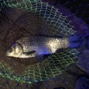 농촌지 낚시터 이미지