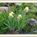 꽃뱅이정원 이미지