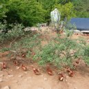 이화농원 이미지