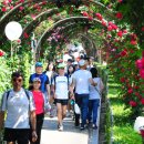 장미의거리7 이미지