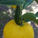 조흥농장 이미지