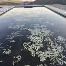 번개불에 콩 튀기고 있습니다 광안리 불꽃축제 등... 이미지