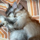 샤인고양이메디컬센터 이미지