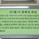 동면상면 연꽃들이 가득하시다 ㅡ또 다시 더 밝은 기쁨으로 뵈옵길... 이미지