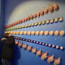 땅끝해양 자연사박물관 | 땅끝항 근처 가볼만한 곳! 땅끝해양자연사박물관 후기