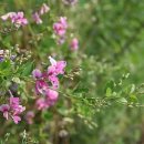 싸리나무(Lespedeza bicolor Turcz/싸리나무순)의 효능 이미지