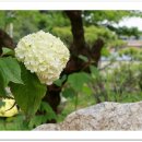 카페송림 이미지