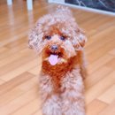 멍멍이 이발관 이미지