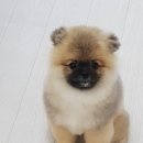 개도만족 이미지