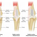 날으는 동물병원 이미지