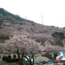 진해 벚꽃 군항제 축제 이미지
