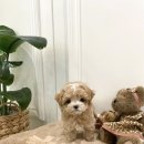 퍼피얌 그루밍 이미지