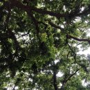 마을 보호수 이미지