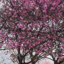 완산-11 | 전주 완산칠봉 꽃동산 겹벚꽃 개화 상황 (4월 11일 현재) | 주차 정보 및 방문 후기