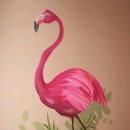 플라밍고 이미지