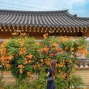 동방주유소 | 경주 능소화 명소 3곳 산수당, 교촌마을, 동방역 폐역 7월 경주 여행지 추천