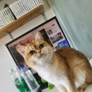 달콤하니냥 이미지