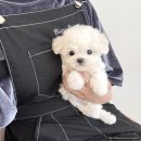 퍼피블랑 이미지