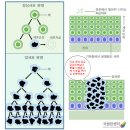 한방이야기--암이란 무엇인가 이미지