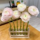 구정과학사 | 플랜테리어 시험관 과학실분위기 인테리어 화병 시험관대