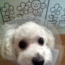 에덴동물병원 이미지