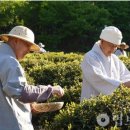 영축총림 통도사 곡우 맞아 햇차 제다 및 헌공 의식 이미지